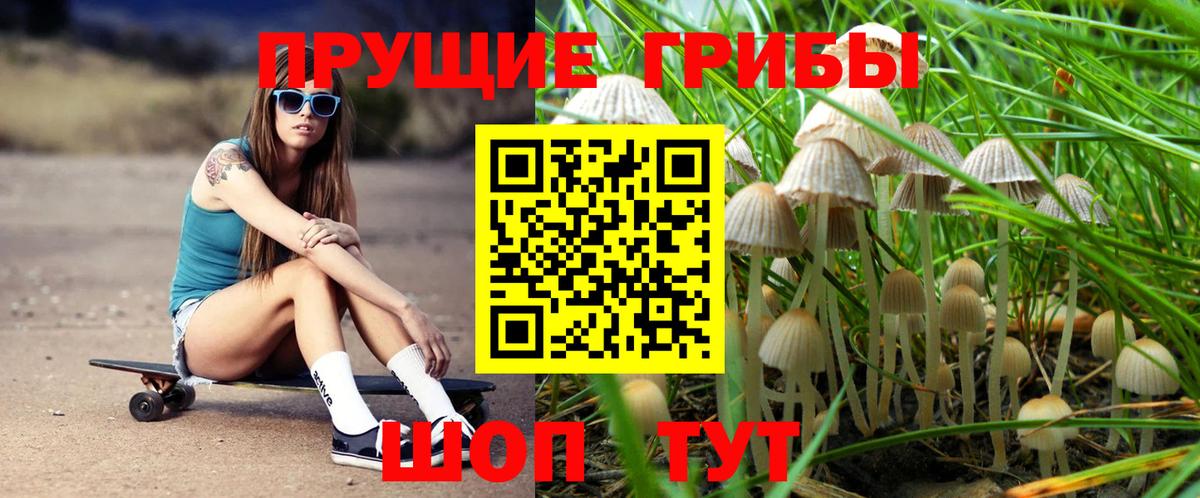 Галлюциногенные грибы GOLDEN TEACHER  Псилоцибиновые грибы прущие грибы  где купить   Вход с VPN  Камышлов 